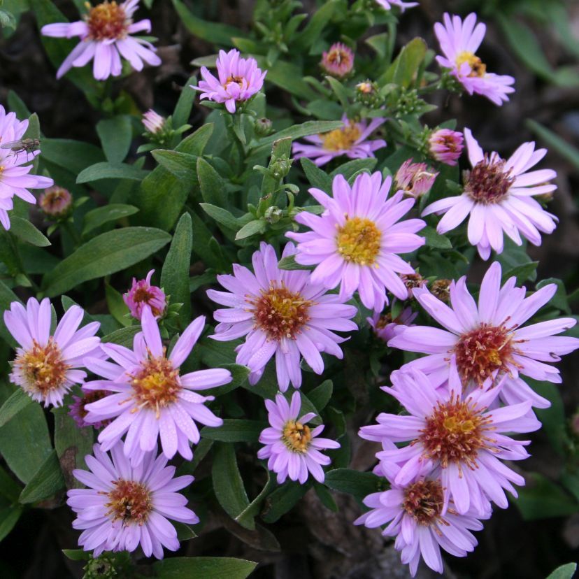 STM - Aster dumosus 'Lilablau'