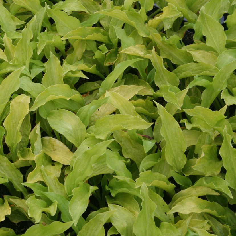 Hosta plantaginea 'Honeybells'