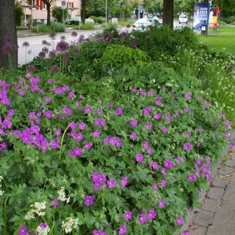 Schattenperle - Staudenmischpflanzung als Fertigmischung vorgemischt