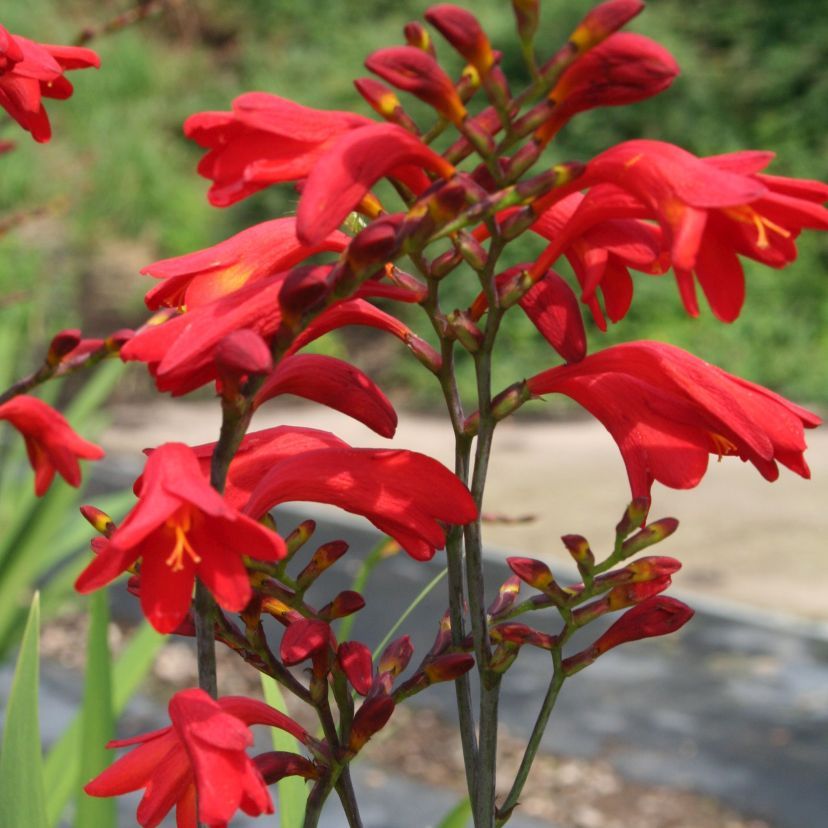 STM - Crocosmia crocos. 'Emberglow'