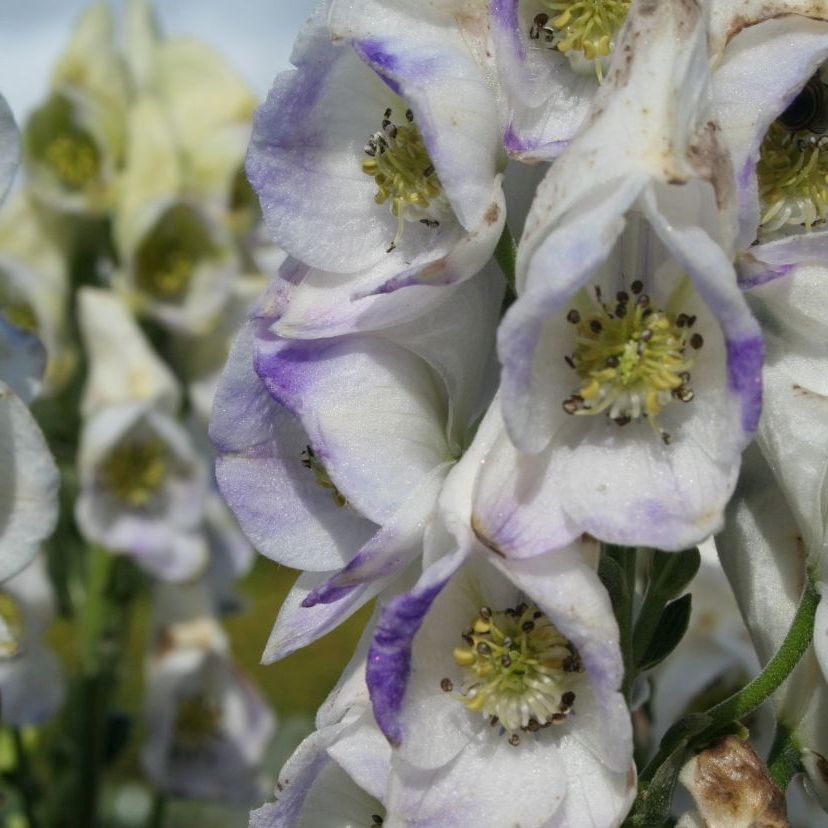 Aconitum carmichaelii 'Cloudy'