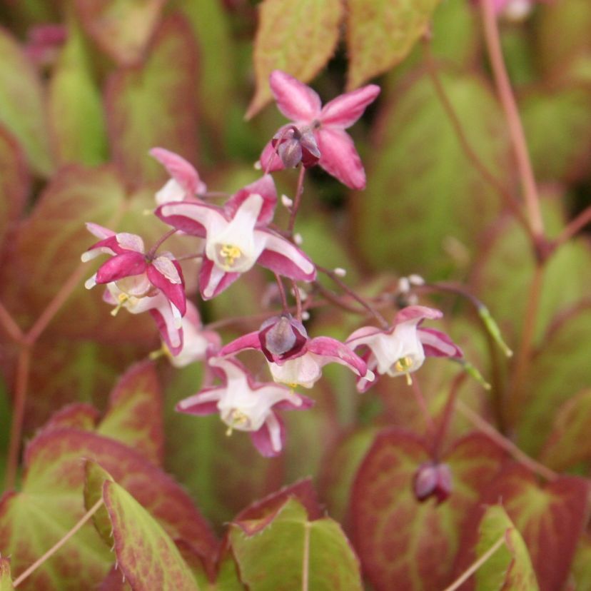 Epimedium x rubrum