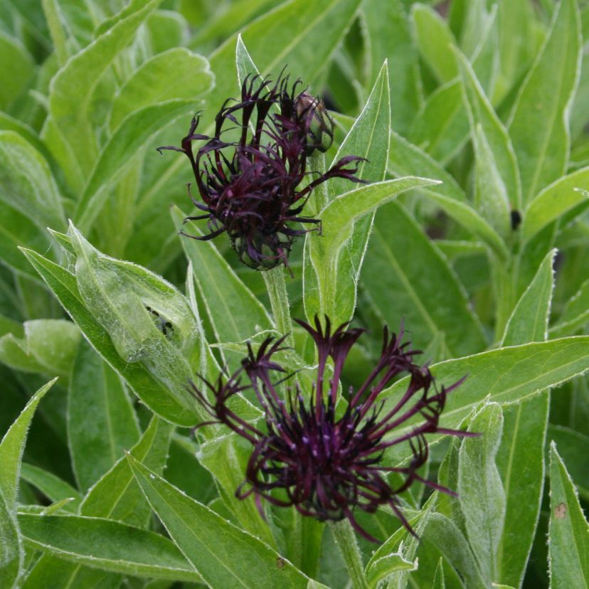 STM - Centaurea montana 'Jordy'