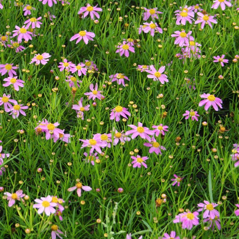 Coreopsis rosea 'American Dream'