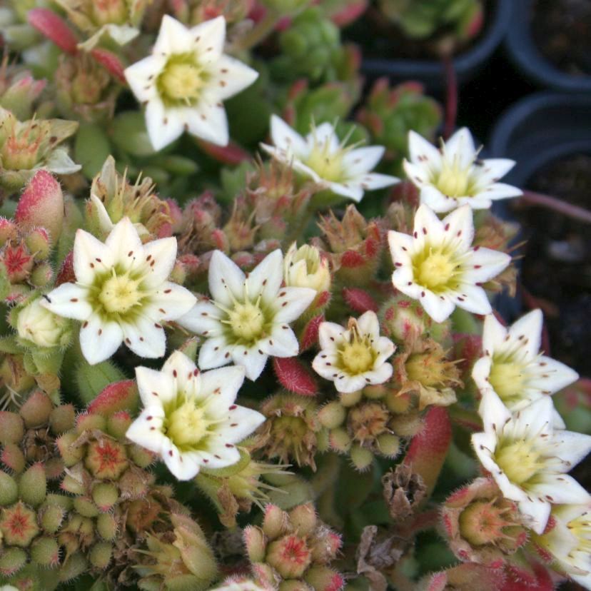 Sempervivella sedoides