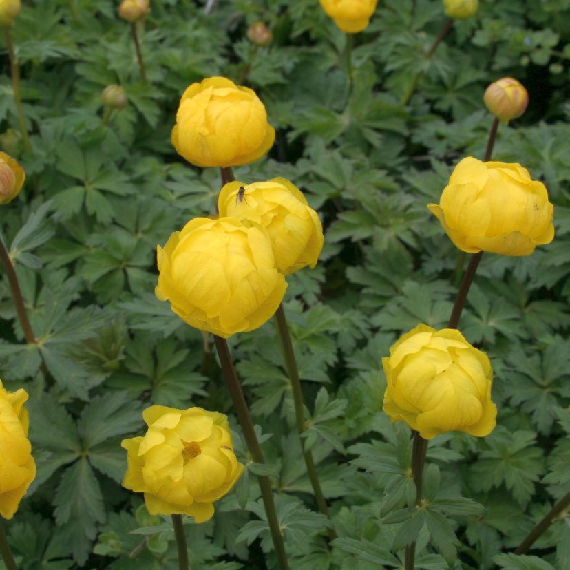 STM - Trollius x cult. 'Meteor'