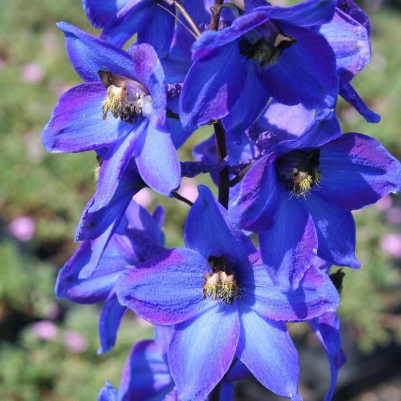 Delphinium cult. 'Finsteraarho.'