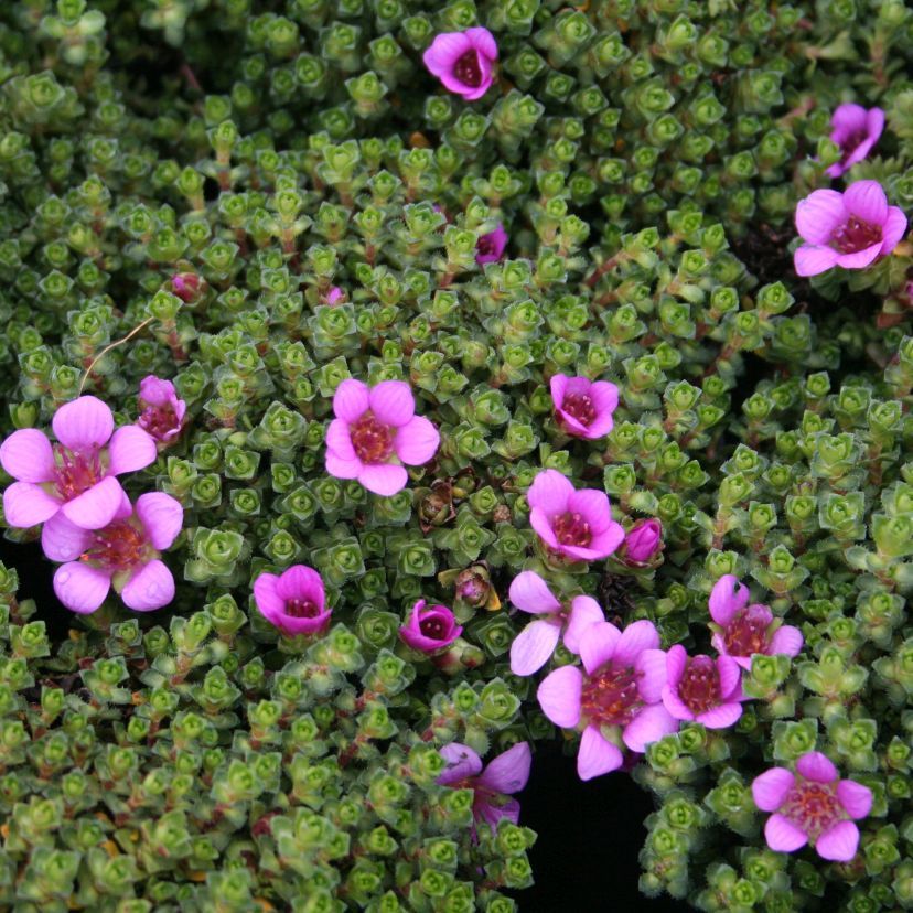 Saxifraga oppositifolia 'Splendens'