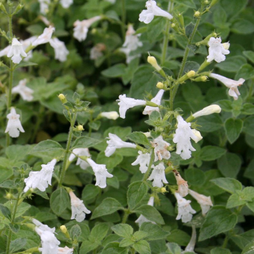 Calamintha nepeta 'Weißer Riese'