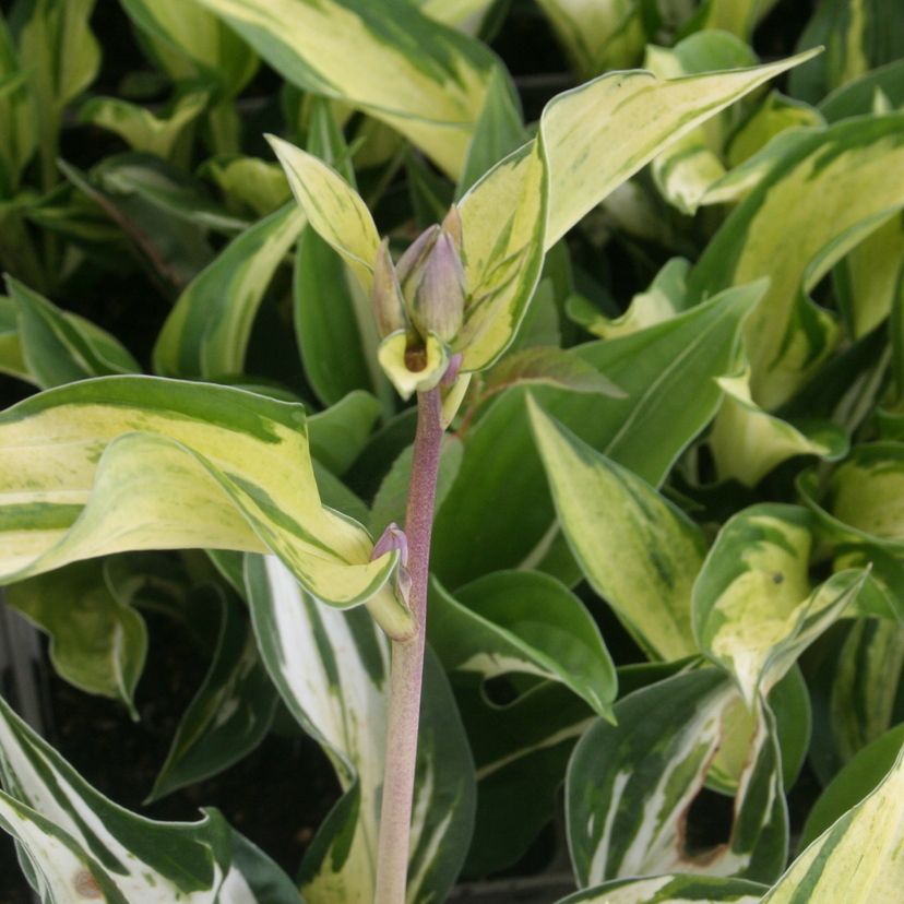 STM - Hosta fortunei 'Revolution'  -R-
