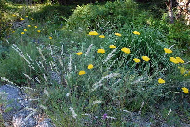 Blütensteppe blau-weiß-gelb - Staudenmischpflanzung als Fertigmischung vorgemischt