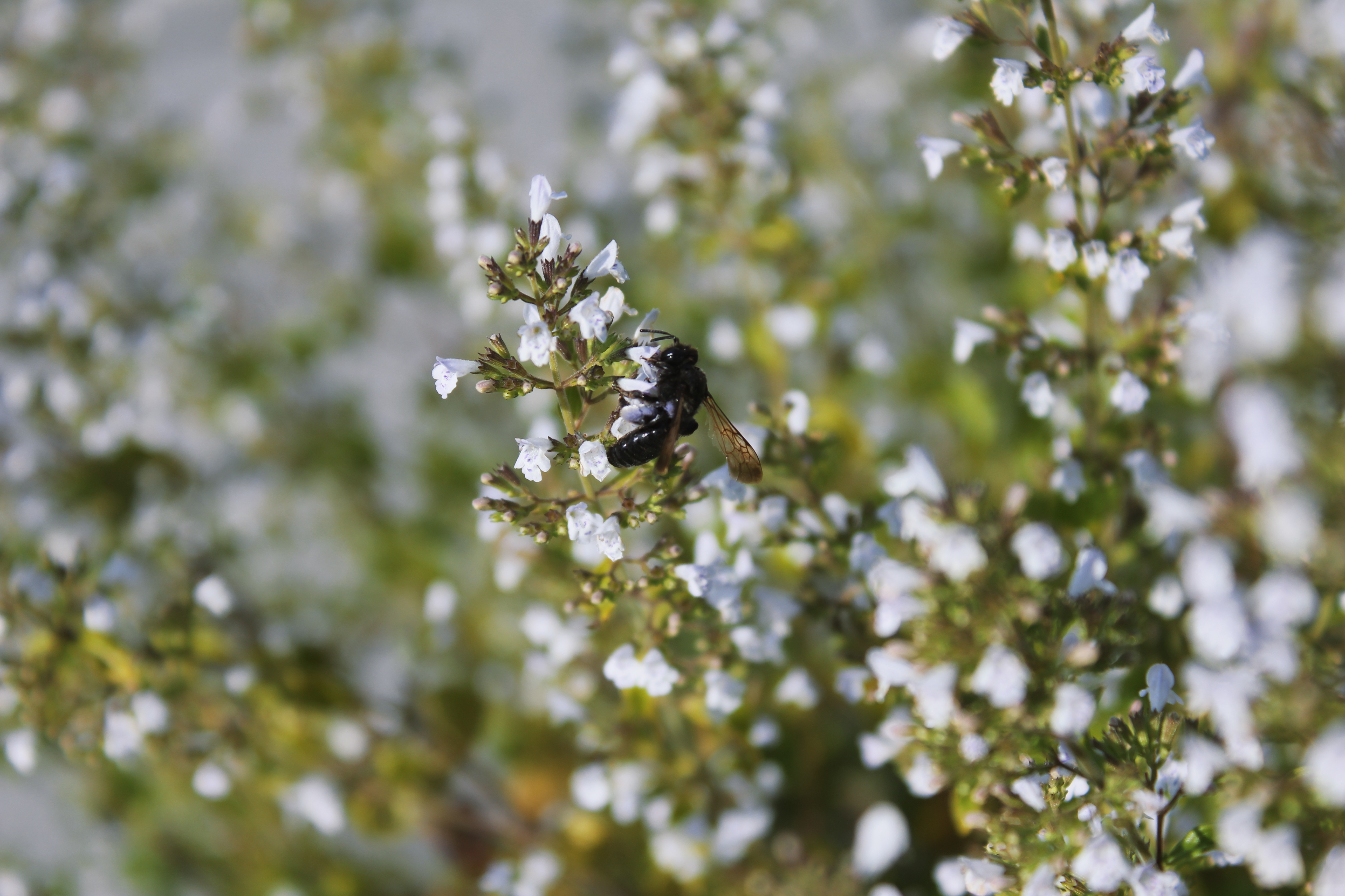 Wildbiene auf Blühstaude