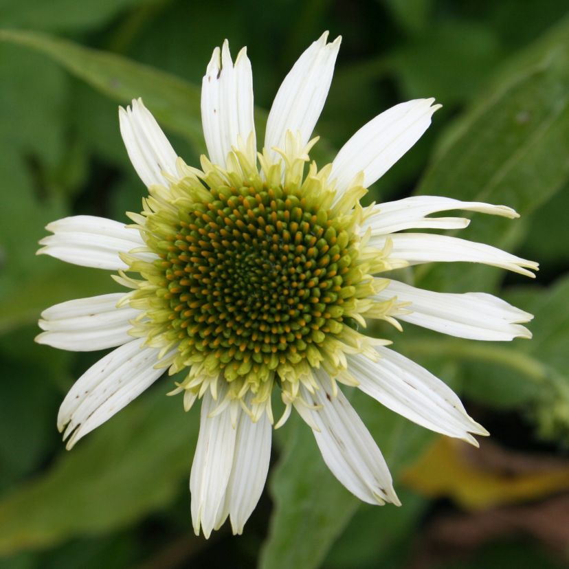 STM - Echinacea purp. 'White Double Delight'