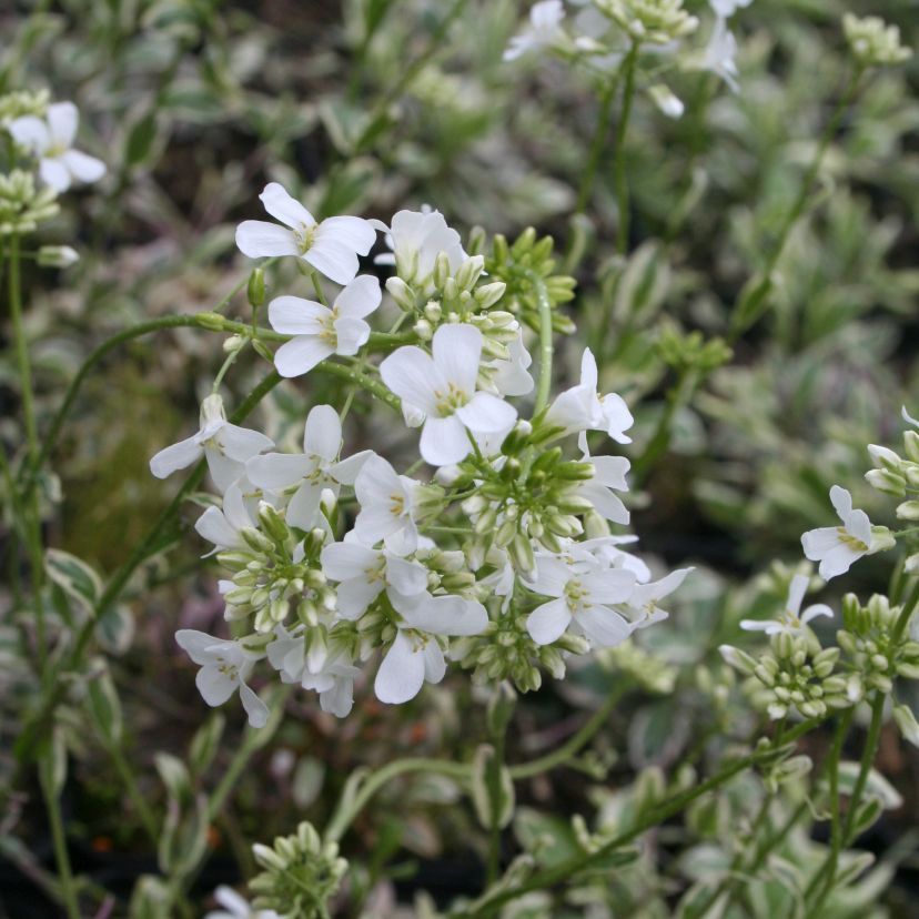 Arabis fernand.-coburgii. 'Variegata'