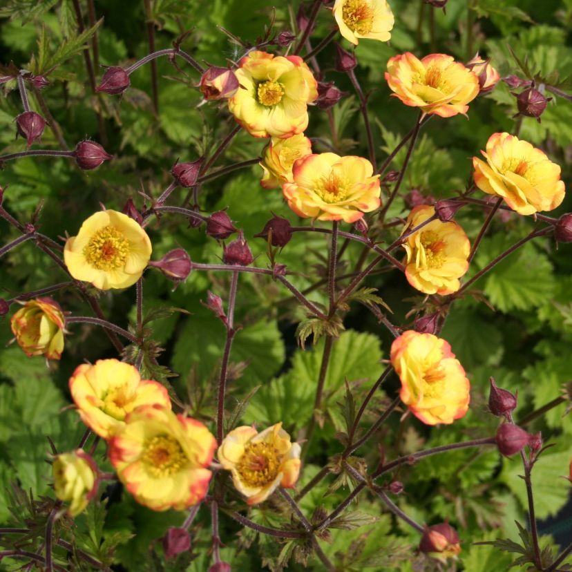 STM Geum x cult. 'Tequila Sunrise' sim000241746560401