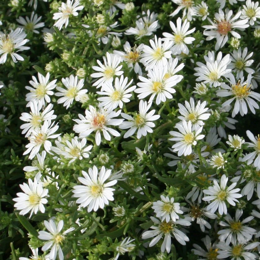 Aster pansos 'Snow Flurry'
