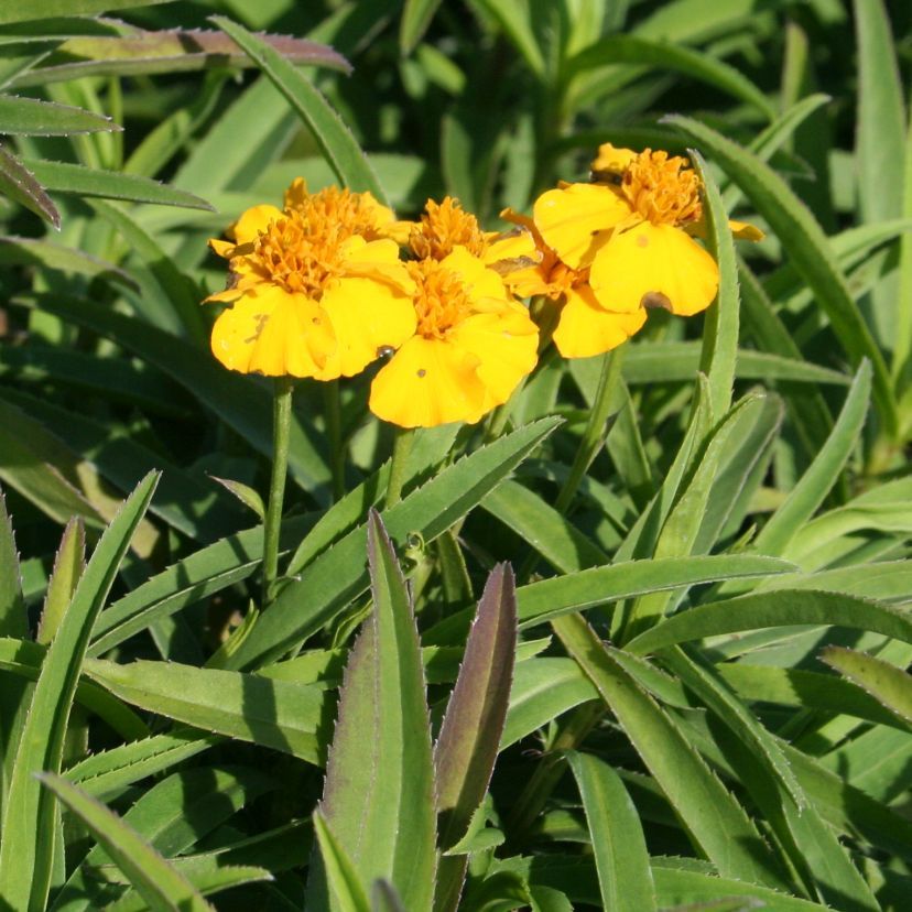 STM - Tagetes lucida