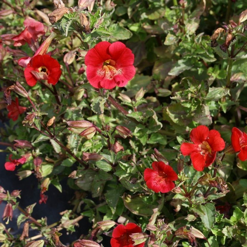 Mimulus cupreus