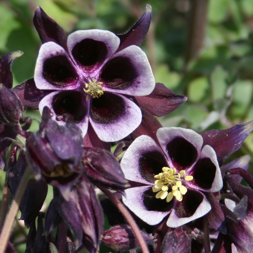 STM - Aquilegia vulgaris 'William Guiness'