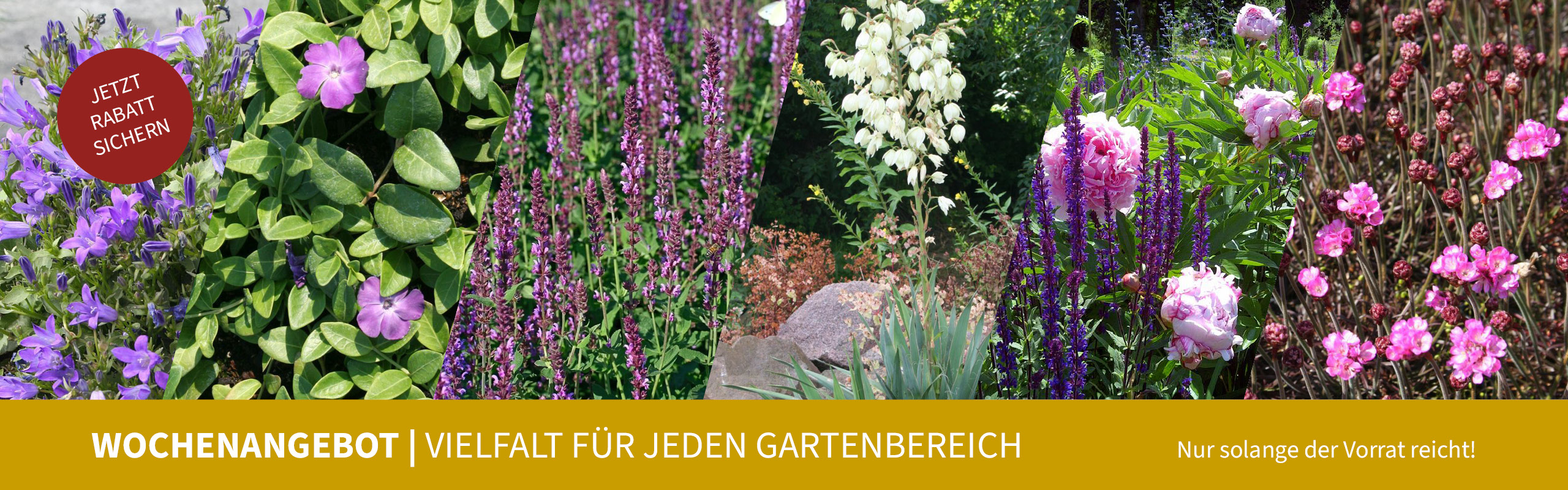 Wochenangebot | Vielfalt für jeden Gartenbereich. Nur solange der Vorrat reicht! Jetzt Rabatt sichern