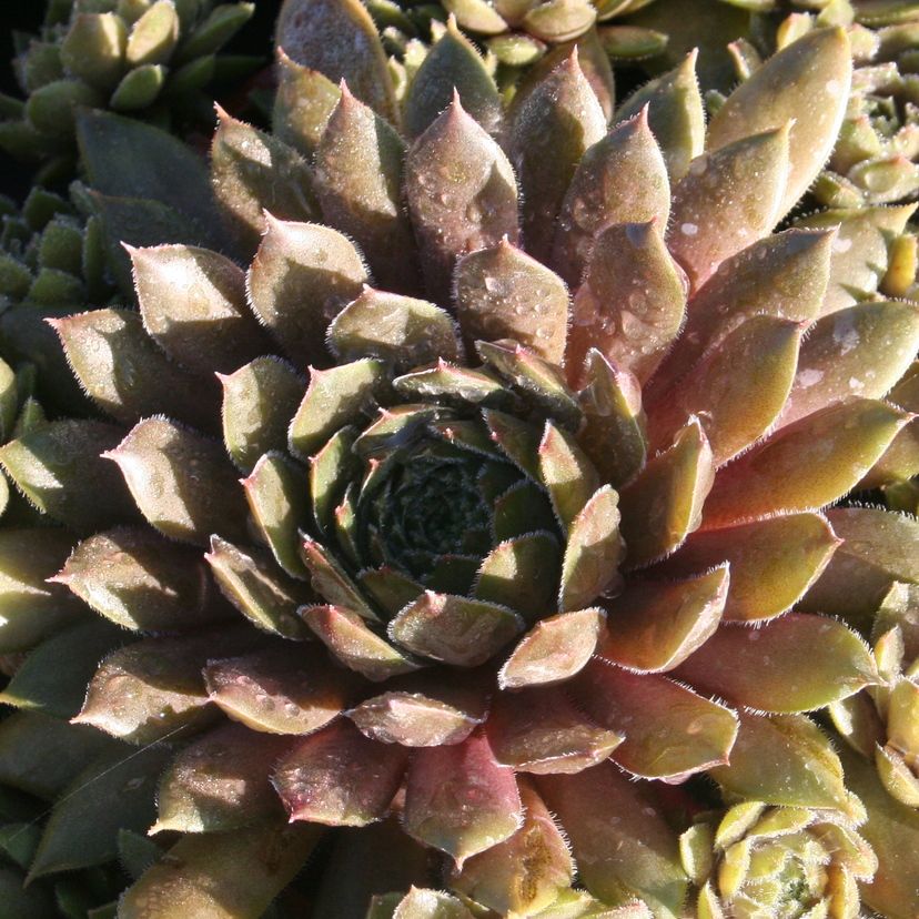 Sempervivum hybr. 'Big Sam Coral Grey'
