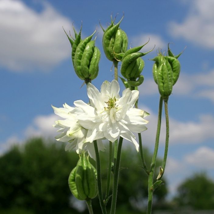 STM - Aquilegia vulgaris 'Green Apples'