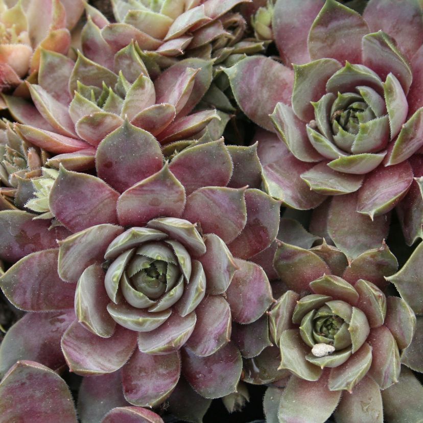 Sempervivum hybr. 'Faraon'