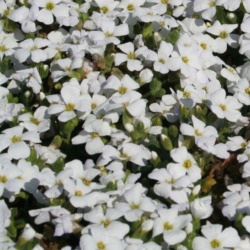 Aubrieta cult. 'Regado White'