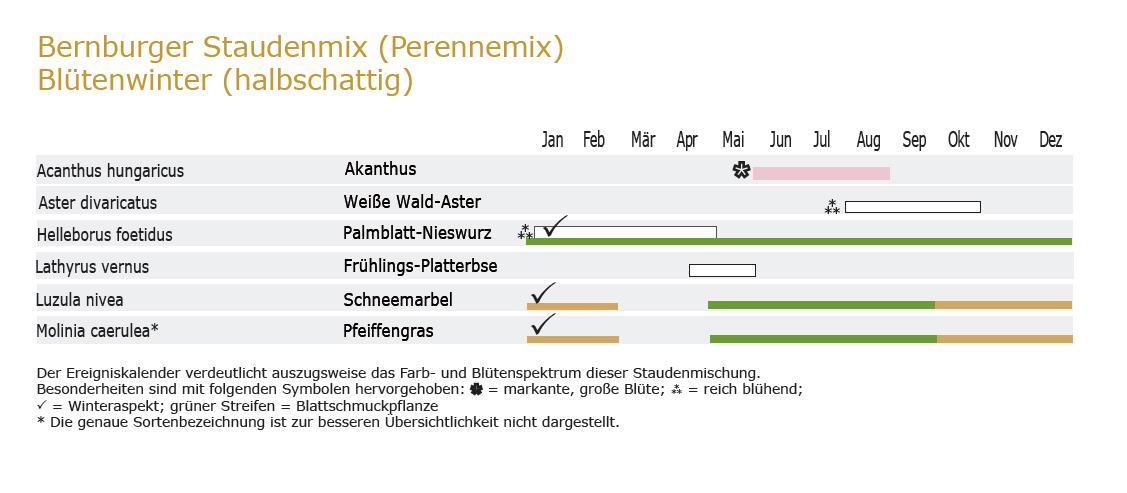 Blütenwinter (Halbschattig) - Staudenmischpflanzung als Fertigmischung vorgemischt