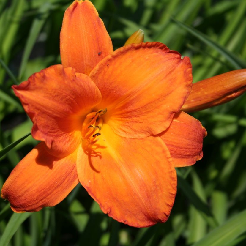 Hemerocallis fulva