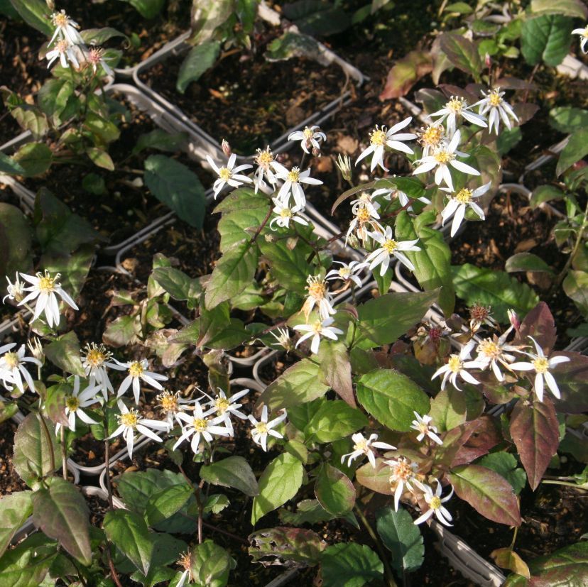 Aster divaricatus 'Eastern Star'