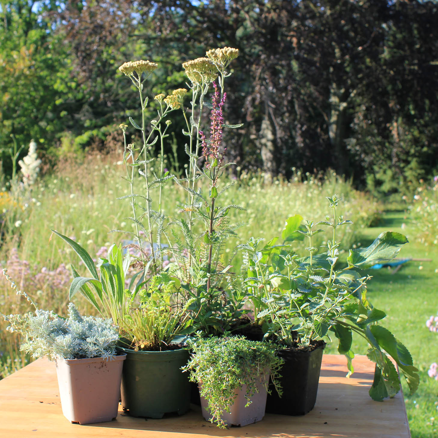 BIENEN-BOX
