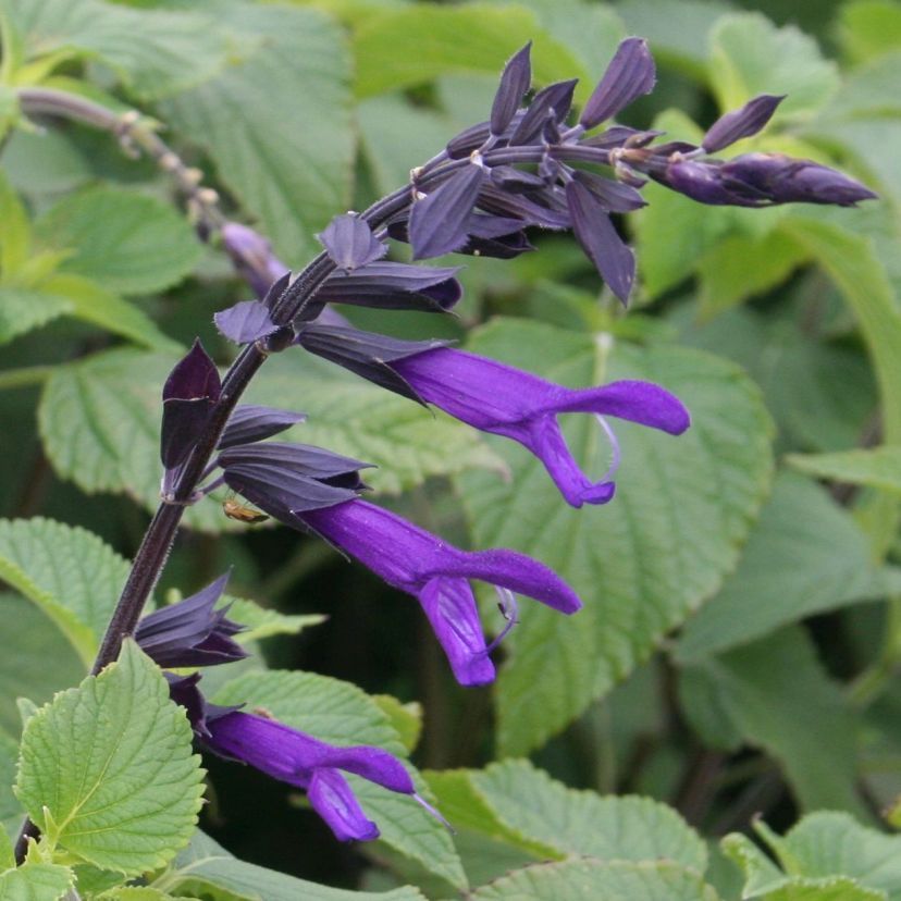 STM - Salvia hybr. 'Amistad'