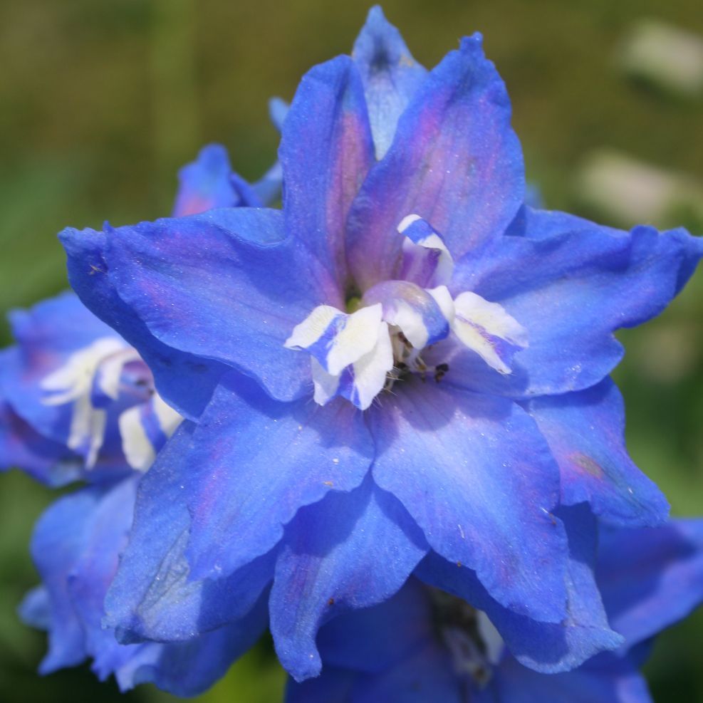 Delphinium cult. 'Jubelruf'
