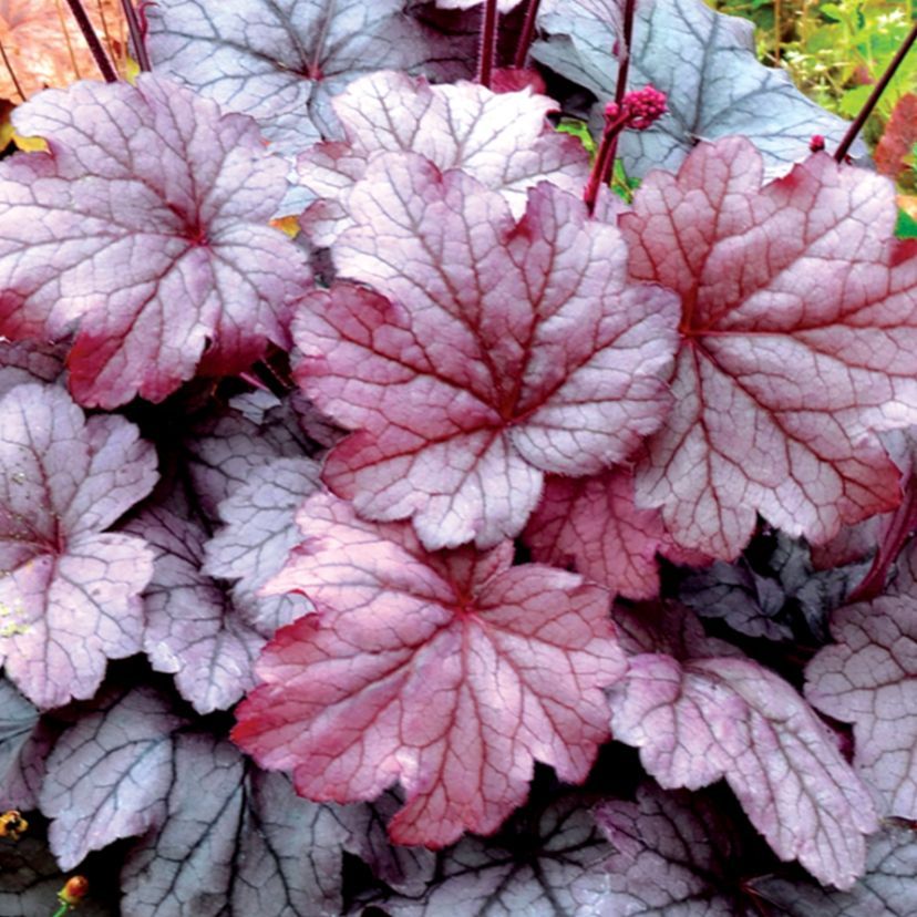 STM - Heuchera hybr. 'Georgia Plum'