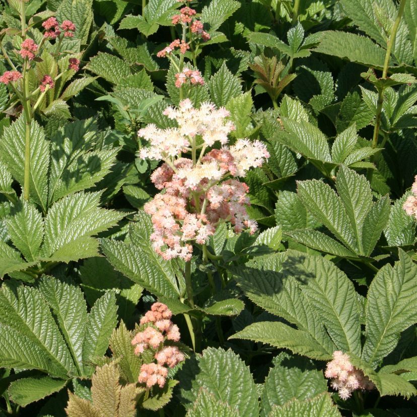 STM - Rodgersia henrici 'Die Schöne'