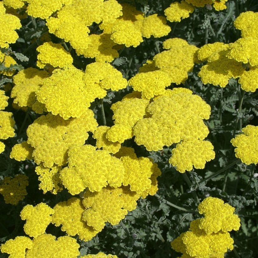 STM - Achillea clypeolata 'Moonshine'