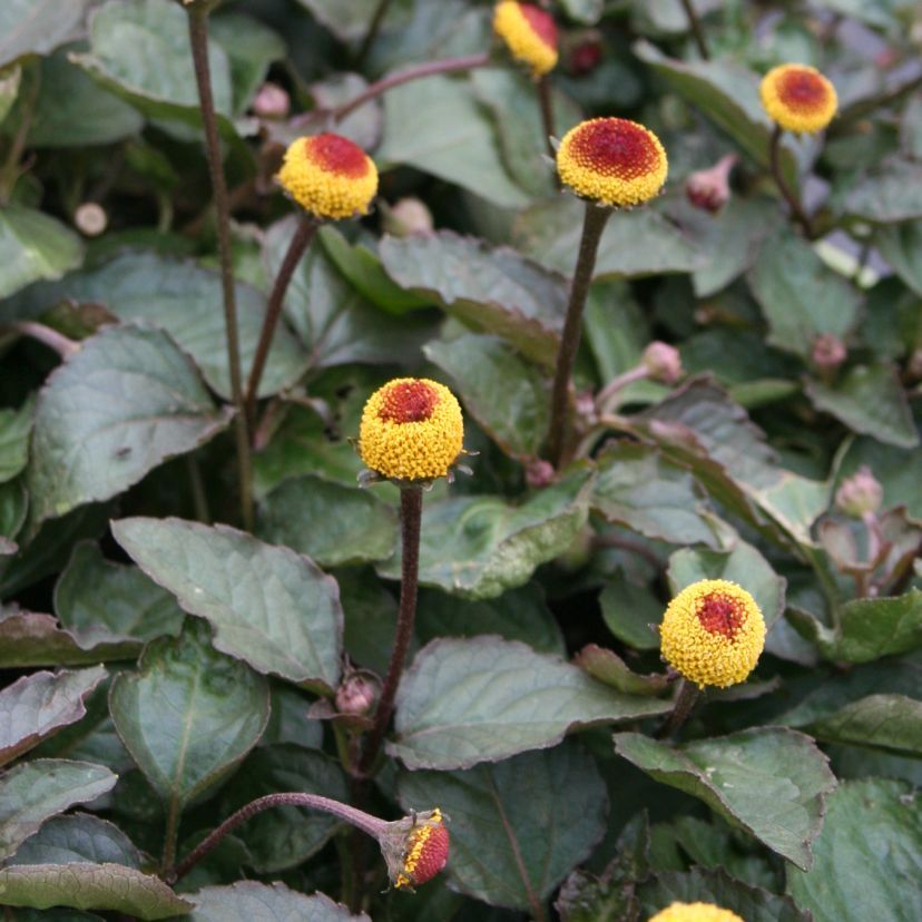 STM - Spilanthes acmella oleracea