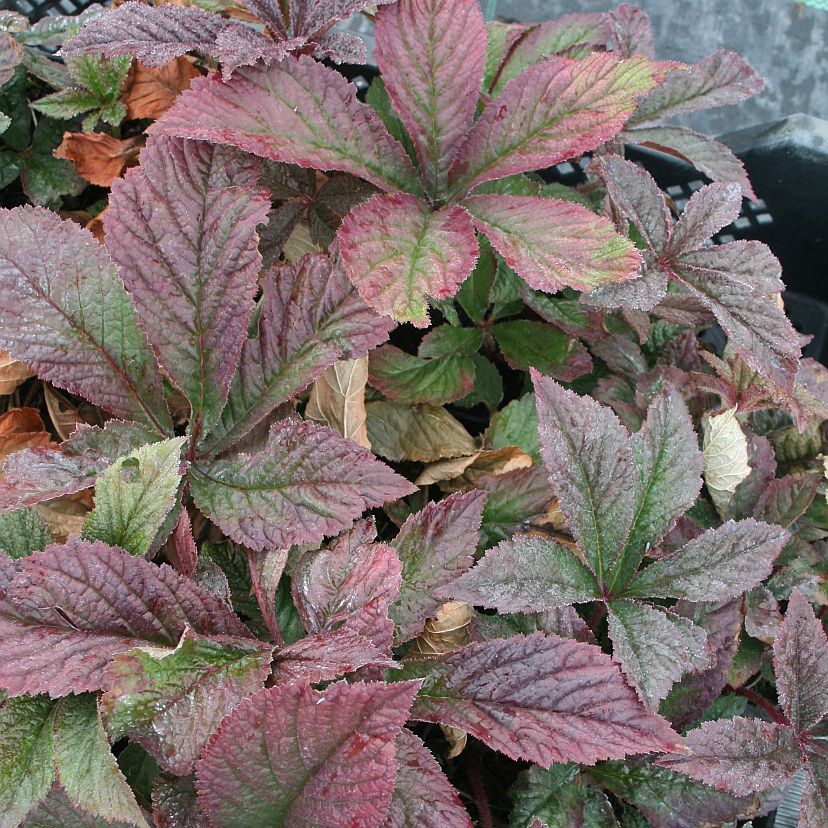 STM - Rodgersia podophylla 'Bronze Peacock'