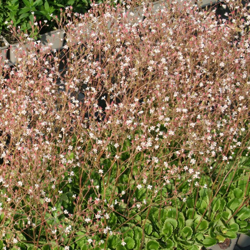 Saxifraga urbium