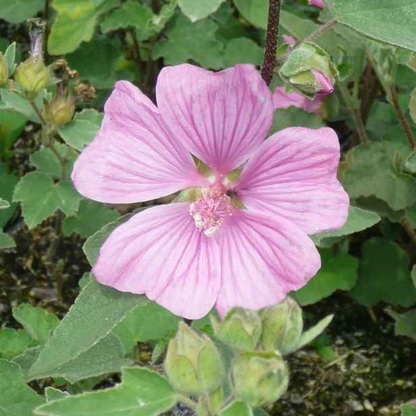 STM - Lavatera x olbia 'Bredon Springs'