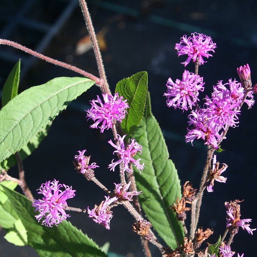 STM - Vernonia crinita