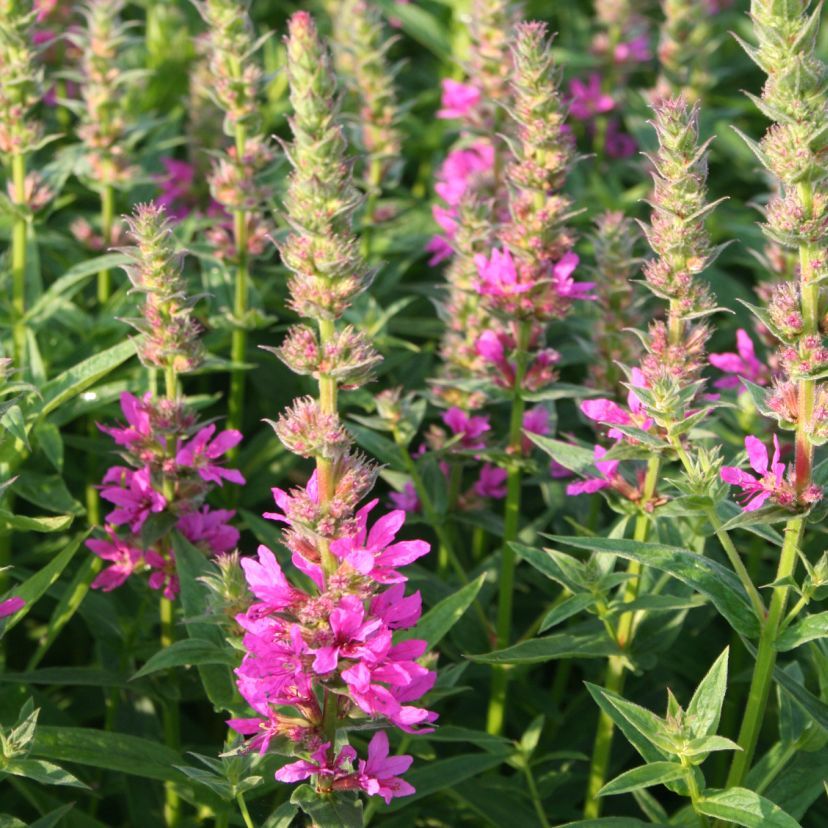 Lythrum salicaria 'Zigeunerblut'