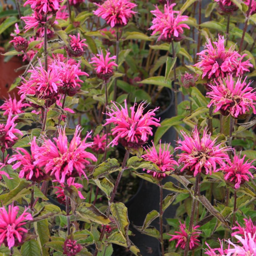 Monarda x hybr. 'Pink Lace'