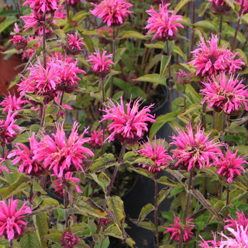 Monarda x hybr. 'Pink Lace'