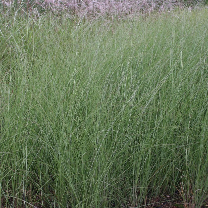 Miscanthus sinensis 'Gracillimus'