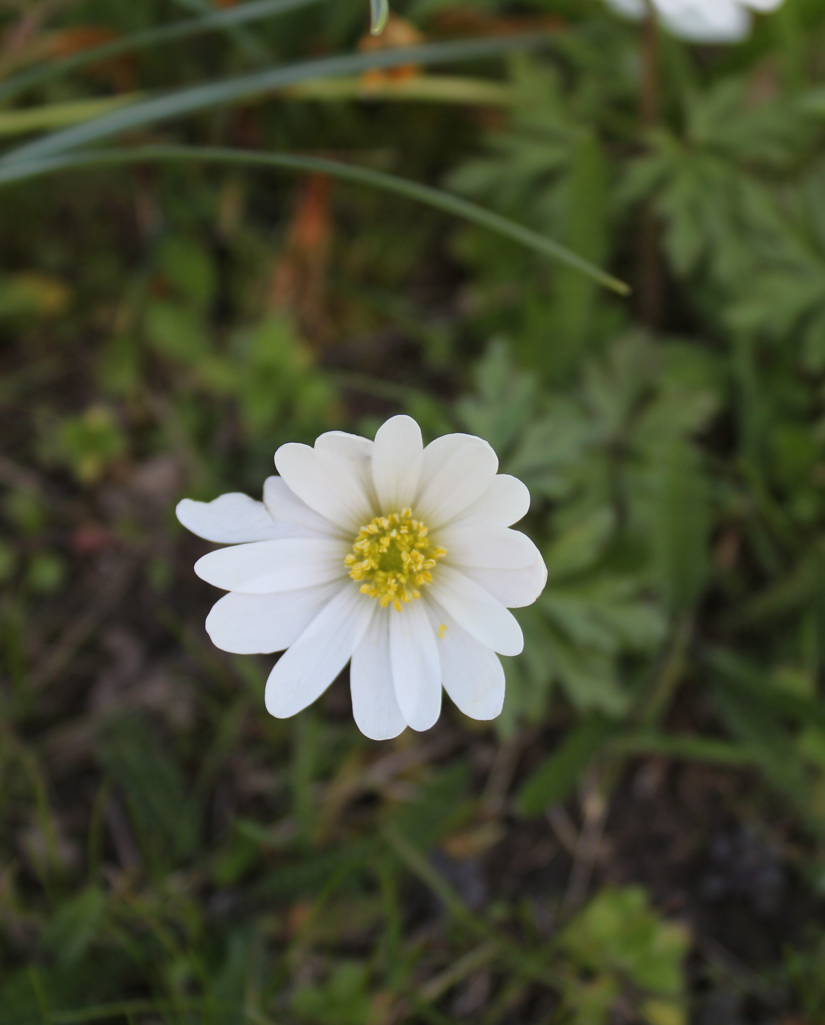 Anemone blanda 'White Splendour'