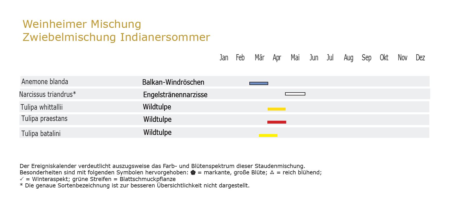 Indianersommer-Zwiebel-und Knollenmischung