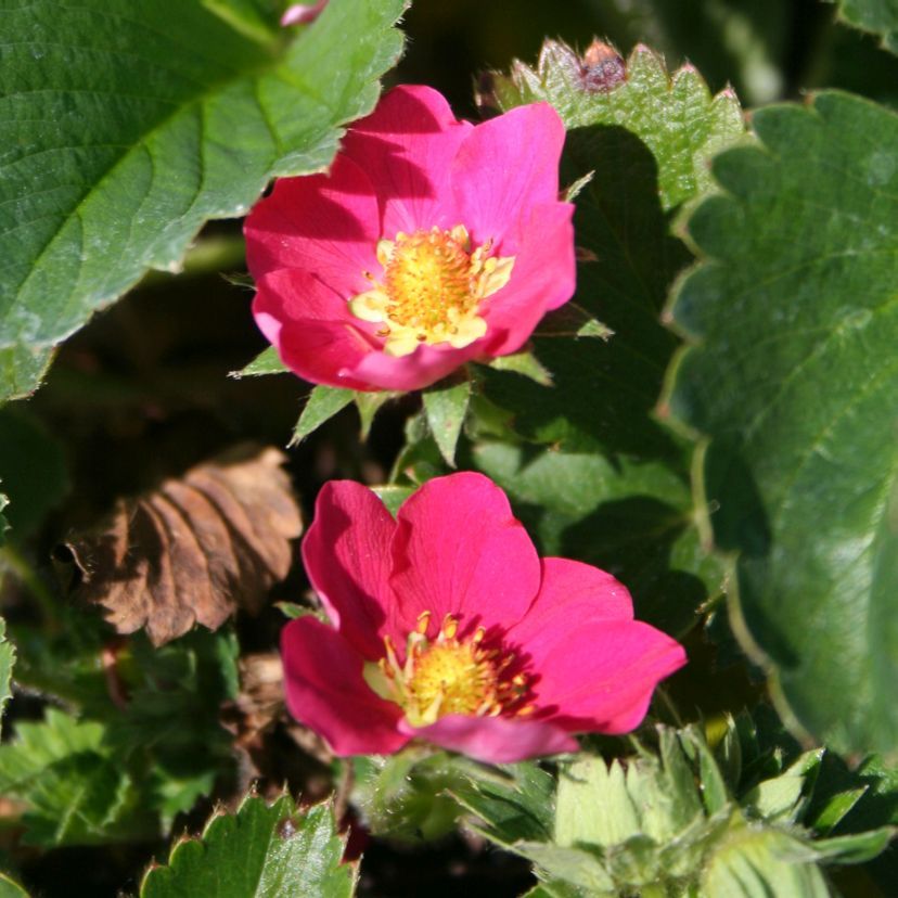 STM - Fragaria x ananassa 'Arriba Deep Rose'