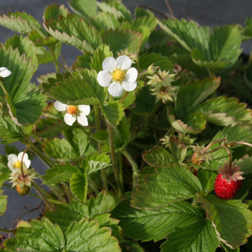 Fragaria vesca